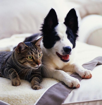 Живут как кошка с собакой - это как по твоему? 