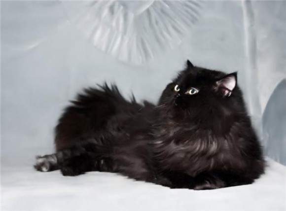Покажите черного персидского кота?! 