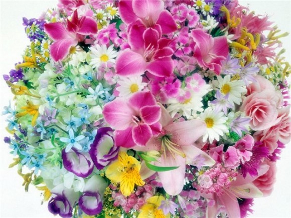 покажите свои любимые цветы!? :)