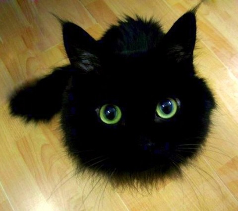 Покажите черного персидского кота?! 