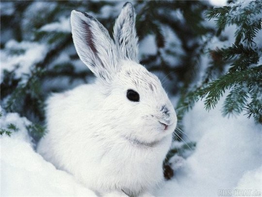 И какой же Он - Кролик твоего Нового года?