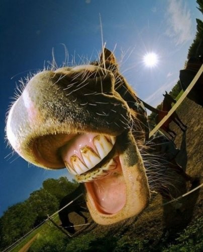 Покажите фотку улыбающейся во все зубы лошади или другого зубастого животного?