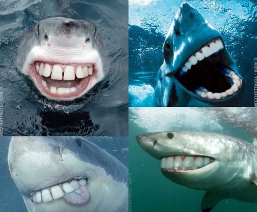 Покажите фотку улыбающейся во все зубы лошади или другого зубастого животного?