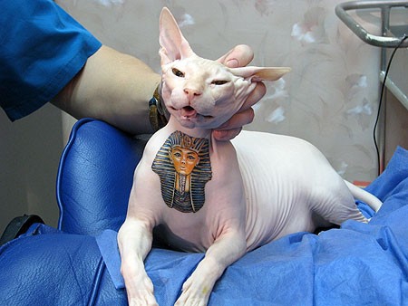 покажите красивые татуировки котов (желательно чеширских)