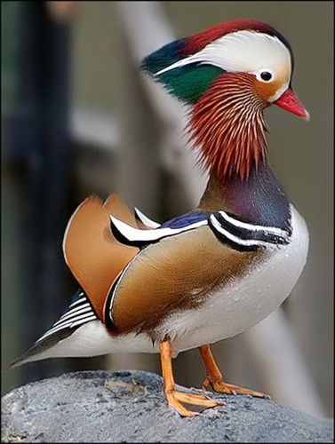 Какая же она - Самая красивая дикая птица в природе?