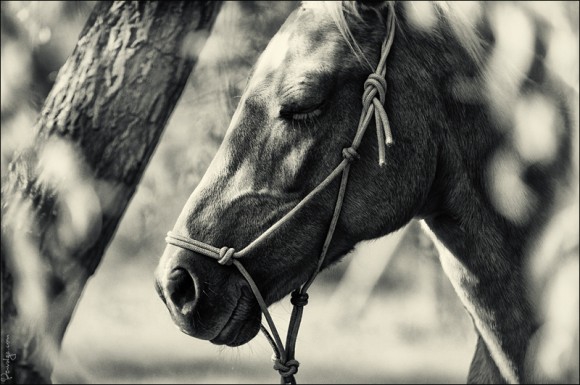Обожаю лошадей... Покажите красивые фото этих больших и грациозный созданий ?