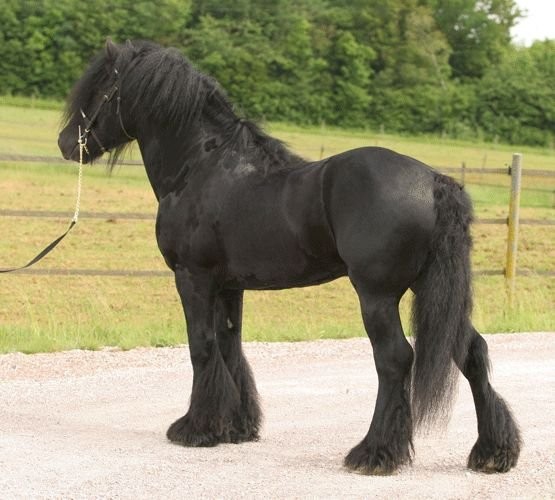 Обожаю лошадей... Покажите красивые фото этих больших и грациозный созданий ?