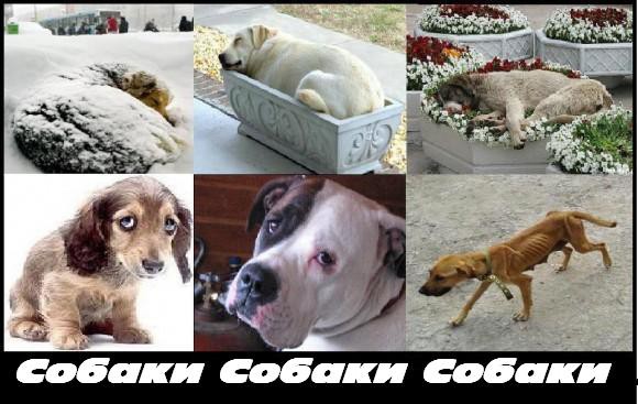 Можно взглянуть на страсть всей Вашей жизни?