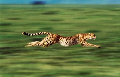 Un kāds gan ir viss ātrākais dzīvnieks pasaulē? 