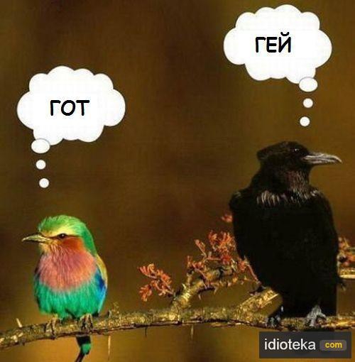 О чём думают попугаи?