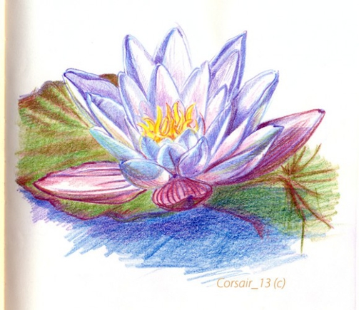 Самый красиво нарисованный лотус (растение) :D?