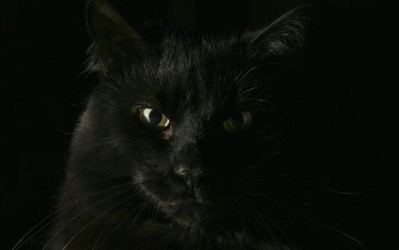 Покажите красивого чёрного котёнка?