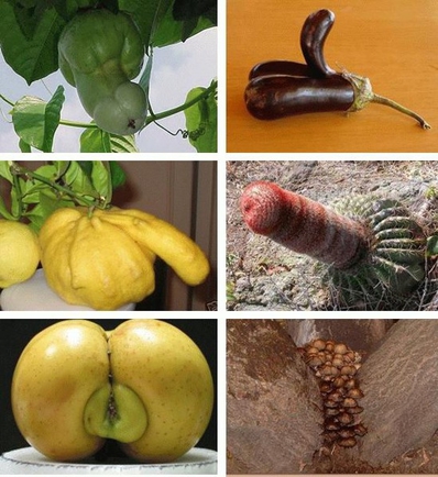 какие предметы, овощи, фрукты и т.д. напоминают вам человеческие органы?