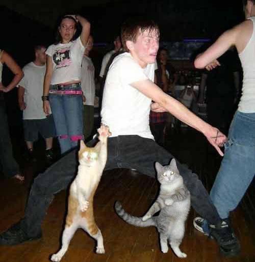 Покажите мне танцующего котэ?