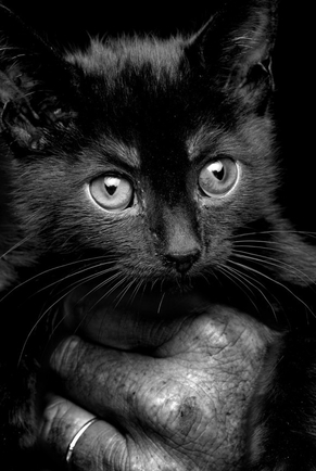Покажите красивого чёрного котёнка?