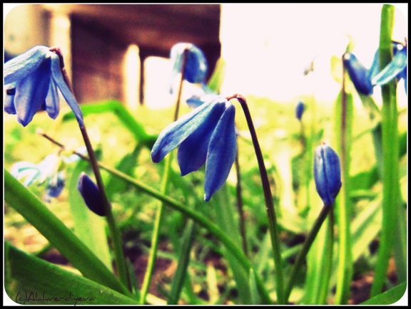 Весна уже пришла,друзья,показывайте последние свои фотографии ) На тему весны. ж)