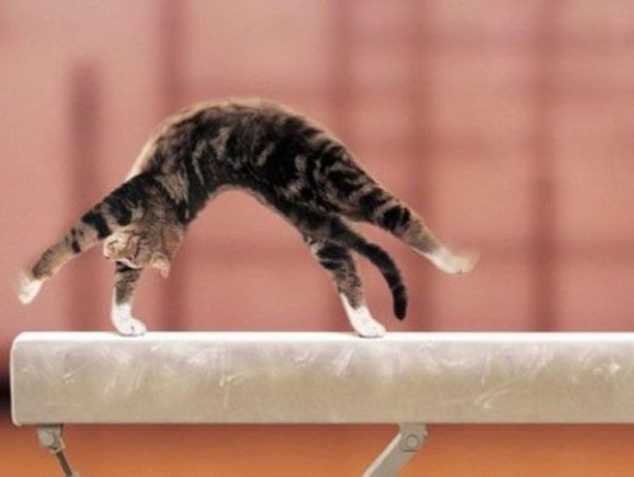 Покажите кота, исполняющего акробатический этюд