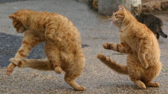 Покажите кота, исполняющего акробатический этюд