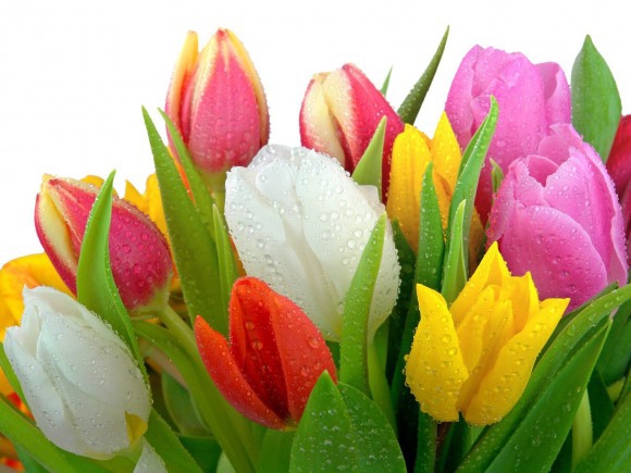 Покажите огромный букет цветов - ярких и аппетитных :)