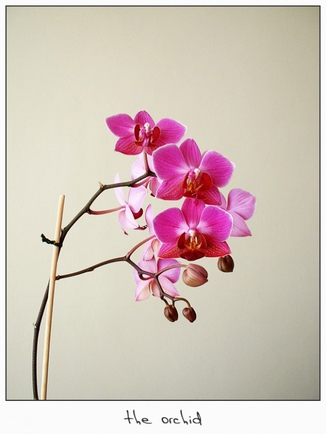 Покажите необычную фотку с орхидеей(?)