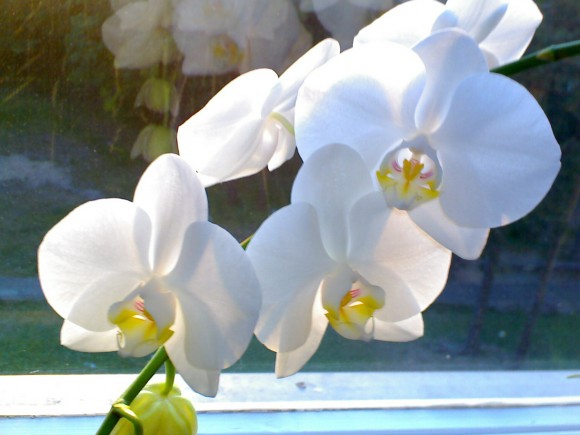 Покажите необычную фотку с орхидеей(?)