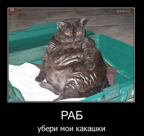 Ваш любимый демотиватор с котами?)