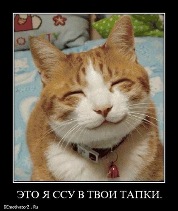 Ваш любимый демотиватор с котами?)