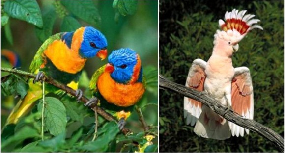 покажите, пожалуйста, крупным планом красивых экзотических птиц