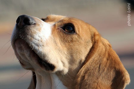 Покажите красивые высококачественные картинки с собакой породы бигль?