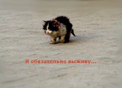 покажите демотиватор,который затрагивает до слёз
