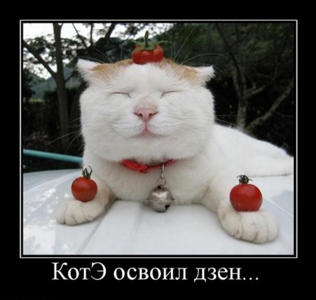 Покажите лучшее, что вы видели про котэ?