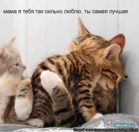 Покажите лучшее, что вы видели про котэ?