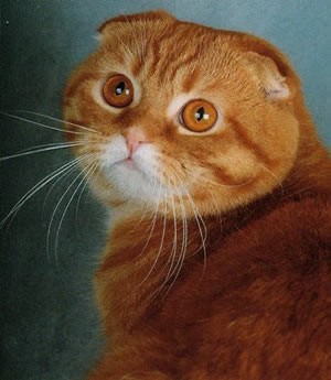 Покажите породу кошки которая Вам нравится?