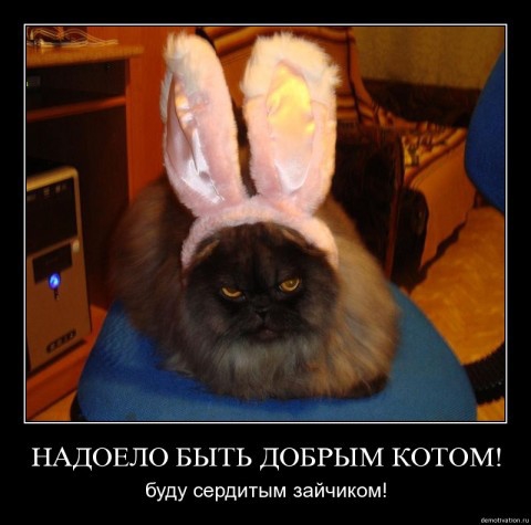 Покажите лучшее, что вы видели про котэ?