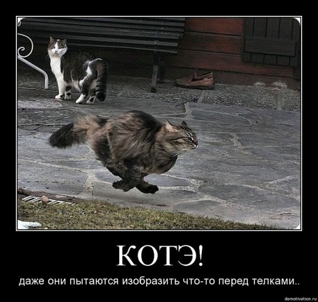 Покажите лучшее, что вы видели про котэ?