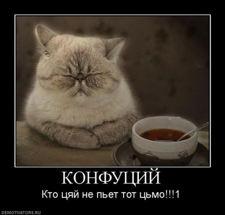 Покажите лучшее, что вы видели про котэ?