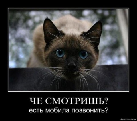 Покажите лучшее, что вы видели про котэ?
