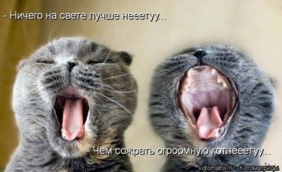 Покажите лучшее, что вы видели про котэ?