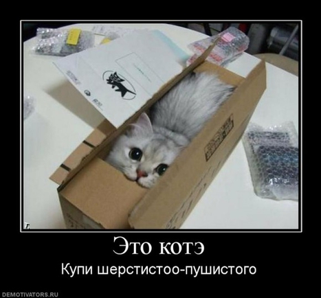 Покажите лучшее, что вы видели про котэ?