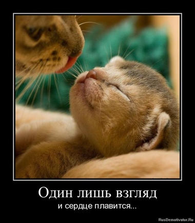 Покажите лучшее, что вы видели про котэ?