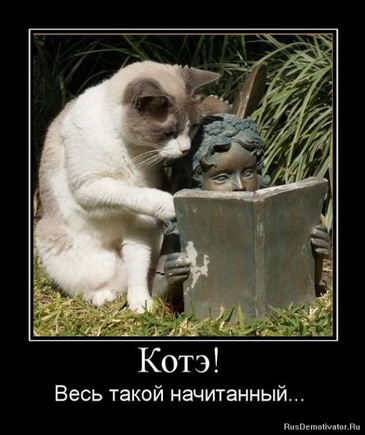 Покажите лучшее, что вы видели про котэ?