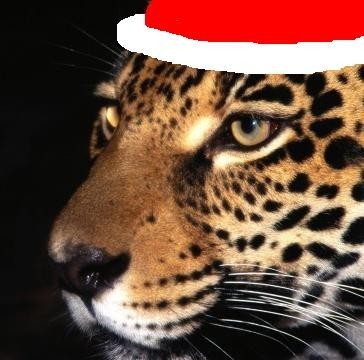 Сможете намутить прикольную шапку новогоднюю на мой аватар (вн.)?