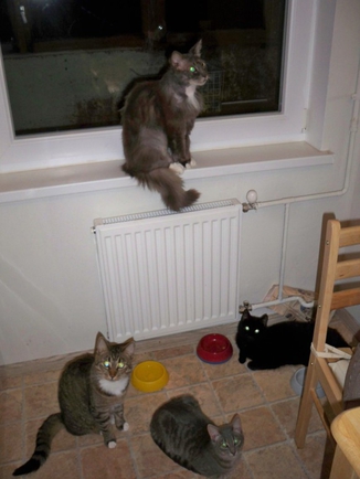 какие коты вам правятся?