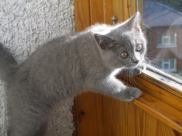 коты , кошки , котята ? а кто у вас дома ?