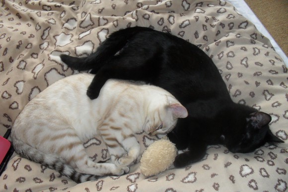 коты , кошки , котята ? а кто у вас дома ?