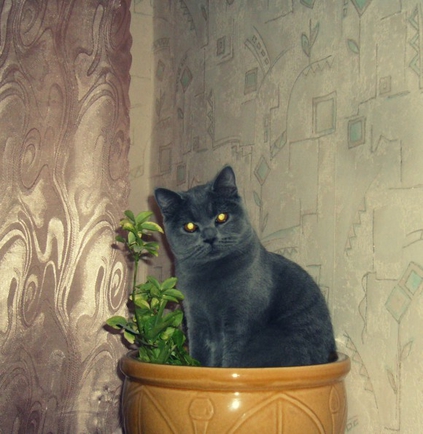 коты , кошки , котята ? а кто у вас дома ?
