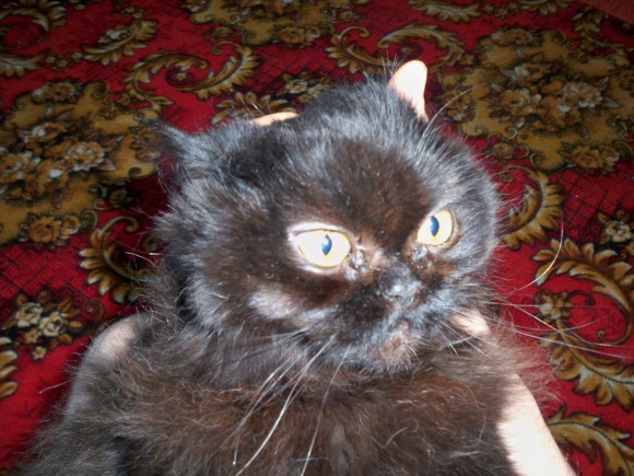 коты , кошки , котята ? а кто у вас дома ?