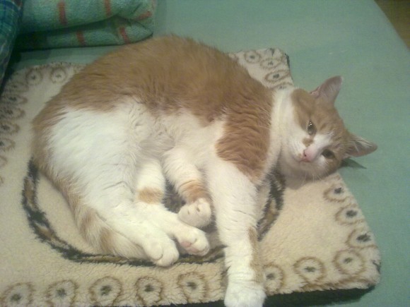 коты , кошки , котята ? а кто у вас дома ?