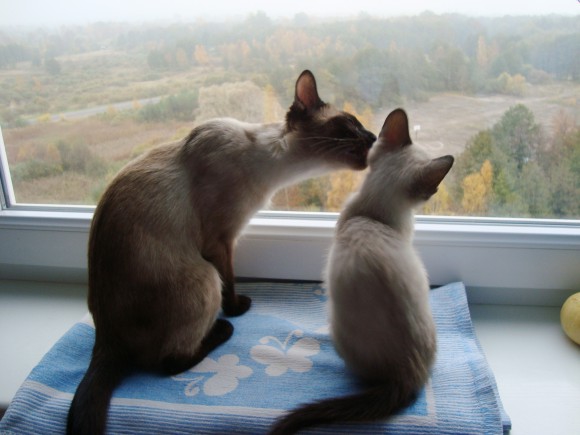коты , кошки , котята ? а кто у вас дома ?