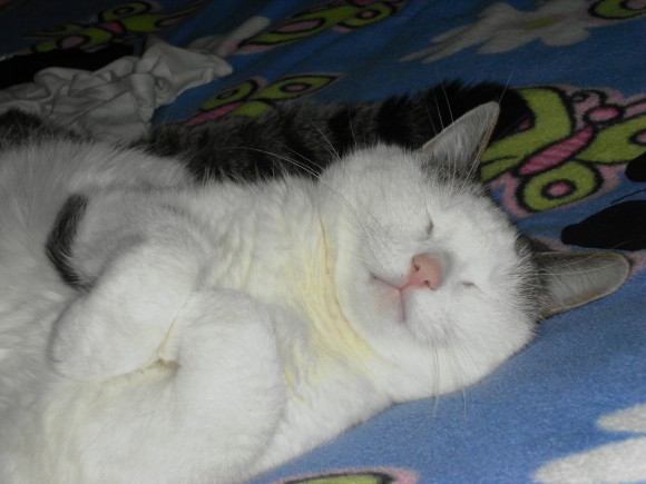 коты , кошки , котята ? а кто у вас дома ?